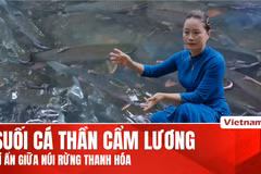 Suối cá thần Cẩm Lương: Nơi gìn giữ hài hòa giữa thiên nhiên và văn hóa bản địa