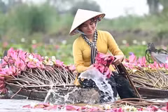 Ngỡ ngàng trước vẻ đẹp mùa nước nổi ở miền Tây Nam Bộ 