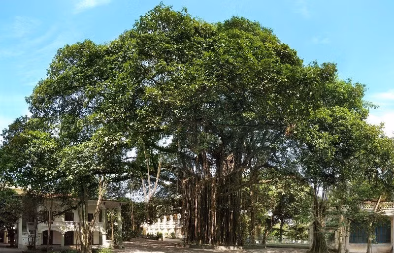 Với “Tán đa,” những trải nghiệm văn hóa-nghệ thuật được đặt vào một không gian mở, thân thuộc và dễ dàng tiếp cận ngay giữa trung tâm Hà Nội. (Ảnh: BND)
