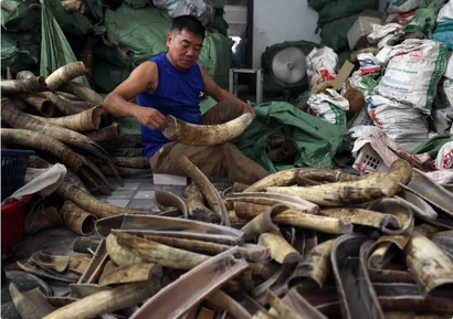 Sản xuất hàng thủ công mỹ nghệ từ xương-sừng ở Thường Tín. (Ảnh: Vũ Sinh/TTXVN)
