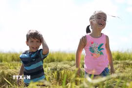 Con em nông dân Cuba vui đùa trên cánh đồng lúa mới gặt ở huyện Los Palacios, tỉnh Pinar del Rio. (Ảnh: Việt Hùng/TTXVN)