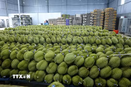Sầu riêng Đắk Lắk được dán tem, sẵn sàng xuất khẩu. (Ảnh: Hoài Thu/TTXVN)