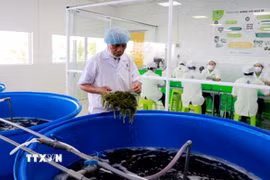 Khâu sơ chế rong nho được công nhân thực hiện cẩn thận trước khi đưa vào chế biến. (Ảnh: Đặng Tuấn/TTXVN)