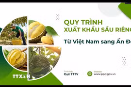 Việt Nam giới thiệu quy trình xuất khẩu sầu riêng sang Ấn Độ. (Ảnh: Ngọc Thúy/TTXVN)