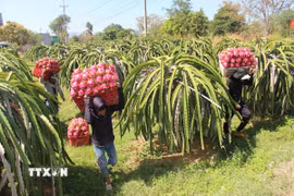 Với hơn 98% trong tổng số khoảng 31.000 doanh nghiệp đang hoạt động, khối kinh tế tư nhân không chỉ tạo việc làm, đóng góp lớn vào GRDP mà còn giữ vai trò nòng cốt trong các chuỗi giá trị nông nghiệp, du lịch của Lâm Đồng. (Ảnh: Hồng Hiếu/TTXVN)