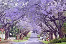 Những hàng cây Jacaranda cổ thụ vươn cành đan vào nhau, tạo thành những "đường hầm" màu tím tuyệt đẹp và rải thảm hoa êm ái trên mặt đường nhựa ở Pretoria. (Ảnh: Đặng Huyền/TTXVN)
