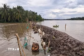 Tuyến bờ bao sông Măng trên địa bàn xã Tân Long Hội, tỉnh Vĩnh Long vừa gia cố đang nguy cơ bị triều cường gây tràn ngập. (Ảnh: Phúc Sơn/TTXVN)