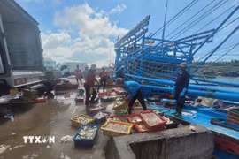 Bốc dỡ hải sản của một tàu cá đánh bắt xa bờ tại cảng cá Bình Châu, TP. Hồ Chí Minh. (Ảnh: Hoàng Nhị/TTXVN)