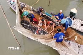 Người dân dỡ chà, bắt được nhiều loại cá. (Ảnh: Nhựt An/TTXVN)