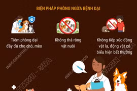 Phòng ngừa bệnh dại: Xử trí ngay sau khi bị động vật cắn
