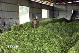Chế biến chè tại Tân Trào, Tuyên Quang. (Ảnh: Quang Cường/TTXVN)