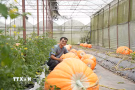 Anh Đinh Tiến Đăng bên vườn bí ngô khổng lồ tại Tổ dân phố Tự Tạo (phường Xuân Trường-Đà Lạt, Lâm Đồng) đang cho thu hoạch. (Ảnh: Nguyễn Dũng/TTXVN)