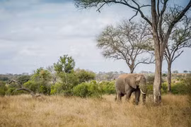 Voi trên thảo nguyên ở Vườn quốc gia Kruger, Nam Phi. (Ảnh: Mongabay)