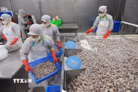 Sơ chế ngao xuất khẩu tại nhà máy của Công ty CP Xuất nhập khẩu thủy sản Thanh Hóa, tỉnh Thanh Hóa. (Ảnh: Lê Đông/TTXVN)