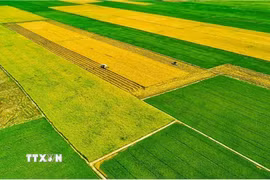 Mô hình sản xuất cánh đồng mẫu lớn gắn với ứng dụng cơ giới hóa trong sản xuất tại Cà Mau. (Ảnh: TTXVN phát)