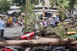 Thành phố Hồ Chí Minh: Cây phượng bất ngờ bật gốc đè chết người trên vỉa hè