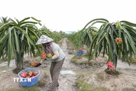 Nhà vườn xã Tân Thuận Bình, tỉnh Đồng Tháp, thu hoạch thanh long. (Ảnh: Công Trí/TTXVN)