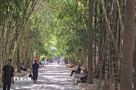 Con đường tre giữa lòng thủ đô Bắc Phi. (Ảnh: Hữu An/TTXVN)