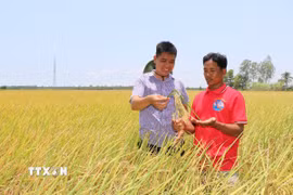 Ông Hà Minh Trí, Phó Giám đốc Hợp tác xã Nông nghiệp hữu cơ Long Hiệp, thăm ruộng trong mô hình lúa chất lượng cao, phát thải thấp chuẩn bị thu hoạch. (Ảnh: Thanh Hòa/TTXVN)