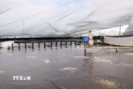 Các hồ nuôi áp dụng công nghệ tự động gần như toàn bộ từ điều tiết nước, cho tôm ăn, tạo oxy… tại Vùng nuôi trồng thủy sản tập trung tại xã Bắc Trạch, tỉnh Quảng Trị. (Ảnh: Tá Chuyên/TTXVN)