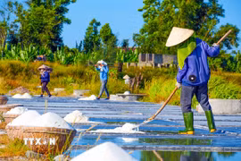 Những hạt muối trắng kết tinh từ nước biển và công sức của người dân. (Ảnh: Hữu Quyết/TTXVN)