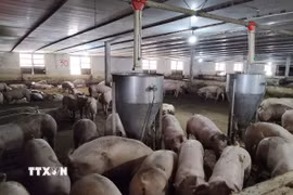 Trang trại chăn nuôi lợn. (Ảnh: Hoàng Nhị/TTXVN)