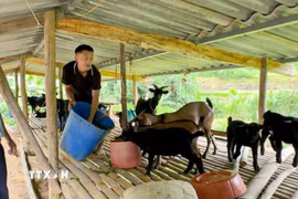 Phát huy tinh thần đảng viên “đi trước”, anh Giàng A Kỷ mạnh dạn vay vốn phát triển mô hình kinh tế tổng hợp, nhờ đó vươn lên thoát nghèo. (Ảnh: TTXVN phát)