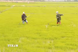 Nông dân phường Đông Lễ, thành phố Đông Hà (Quảng Trị) tỉa, dặm lúa Đông Xuân. (Ảnh: Nguyên Lý/TTXVN)