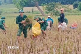 Đồn Biên phòng Thanh hỗ trợ nhân dân gặt lúa trong mưa lũ. (Ảnh: TTXVN phát)