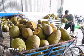 Các vựa thu mua mít để lột múi, xử lý bán cho các công ty sấy khô, chế biến. (Ảnh: Công Trí/TTXVN)