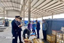 Lực lượng Hải quan Cửa khẩu cầu Bắc Luân II (Móng Cái-Quảng Ninh) kiểm tra hàng hóa nhập khẩu tại bãi kiểm hóa. (Ảnh: TTXVN phát)