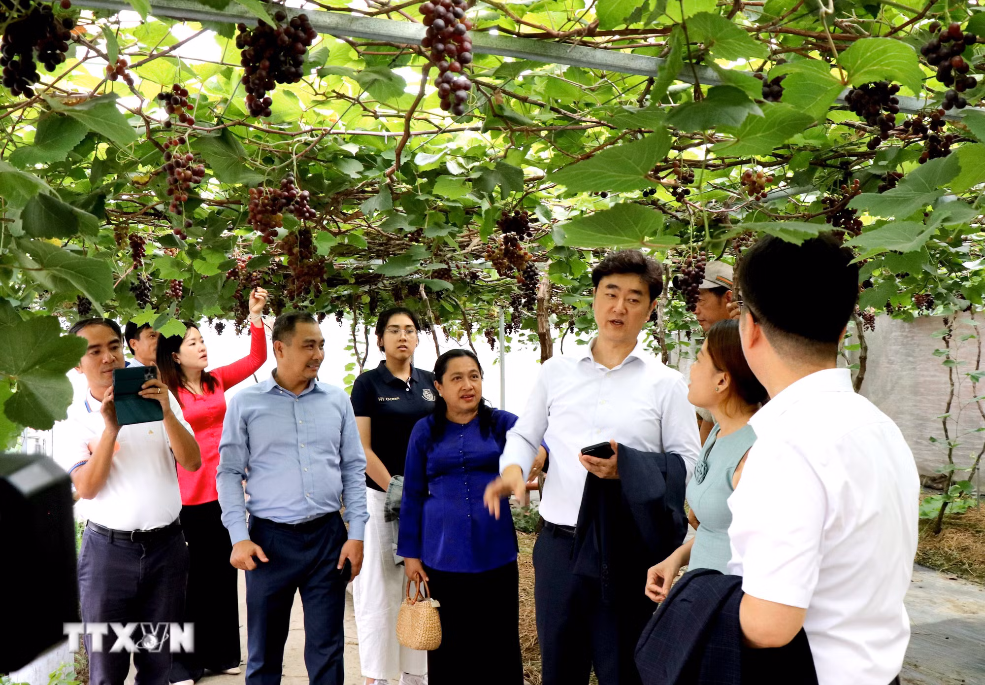ttxvn_potal-vinh-long-uu-tien-nguon-luc-cho-nong-nghiep-hien-dai-gia-tri-cao-8946579.jpg