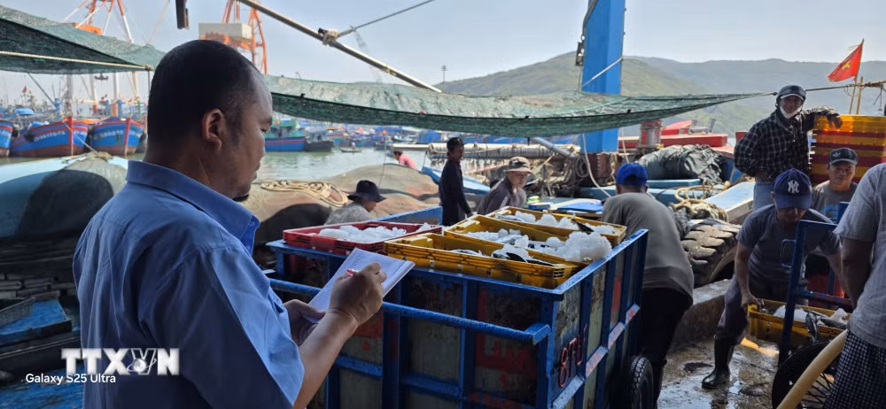 ttxvn-gia-lai-phat-trien-nghe-ca-gan-voi-ngan-chan-tau-ca-vi-pham-iuu-9015680.jpg