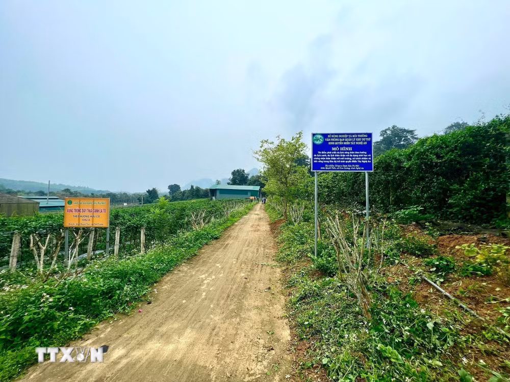 ttxvn-nghe-an-khai-thac-duoc-lieu-ban-dia-huong-toi-nganh-kinh-te-xanh-ben-vung-8705298.jpg