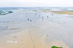Nước lũ bao phủ nhiều cánh đồng, gây ảnh hưởng đến sản xuất nông nghiệp của người dân vùng Đồng Tháp Mười. (Ảnh: Minh Phú/TTXVN)