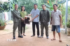 Anh Đặng Thanh Tâm bàn giao cá thể Khỉ mặt đỏ quý hiếm cho cơ quan chức năng. (Ảnh: Đậu Tất Thành/TTXVN)