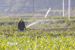Nông dân xã Sam Mứn canh tác rau xanh tại vùng bãi ven sông Nậm Rốm. (Ảnh: Xuân Tư/TTXVN)