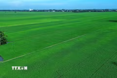Đồng Tháp Mười là vùng sản xuất lúa hàng hóa quy mô lớn của tỉnh Tây Ninh, với diện tích gieo sạ bình quân gần 448.000ha/năm và sản lượng hơn 2,7 triệu tấn. (Ảnh: Bùi Giang/TTXVN)