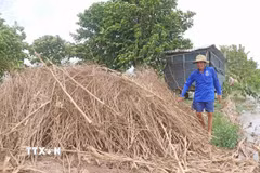 Đống chà được chất bằng thân cây ớt và cây ngô khô, nơi chuột đồng tìm đến trú vào mùa nước nổi. (Ảnh: Công Mạo/TTXVN)