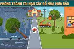 Phòng tránh tai nạn cây đổ mùa mưa bão