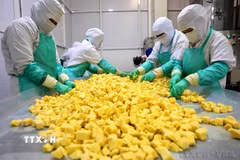 Phân loại sản phẩm xoài trước khi đóng gói, xuất khẩu. (Ảnh: Phạm Hậu/TTXVN)