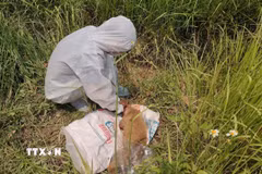 Ảnh minh họa: Cơ quan chức năng lấy mẫu bệnh phẩm để xét nghiệm virus dại. (Ảnh: Đinh Hương/TTXVN)