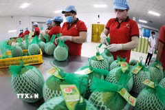 Đóng gói, bảo quản sản phẩm bưởi da xanh xuất khẩu ở nhà máy của Công ty Vina T&T Group Bến Tre, tỉnh Vĩnh Long. (Ảnh: Vũ Sinh/TTXVN)