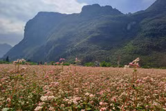 Hoa tam giác mạch bung nở trên Cao nguyên đá Đồng Văn. (Ảnh: Vietnam+)