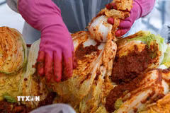 Người dân làm kimchi tại Seoul, Hàn Quốc. (Ảnh: THX/TTXVN)