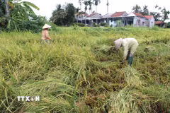 Lo sợ lúa ngã đổ bị nảy mầm, nông dân tranh thủ thu hoạch khi hết mưa. (Ảnh: Đinh Hương/TTXVN)