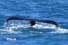 Cá voi lưng gù tại vùng biển Abrolhos Archipelago, Bahia, Brazil, ngày 18/8/2026. (Ảnh: THX/TTXVN phát)
