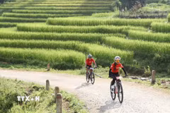 Cung đường địa hình dài khoảng 25 km uốn lượn giữa những thửa ruộng bậc thang đang vào mùa lúa chín. (Ảnh: TTXVN phát)