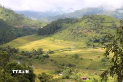 Vào mùa lúa chín, thung lũng ruộng bậc thang xếp thành tầng như những nấc thang cao vút bắc lên tận trời. (Ảnh: Quốc Khánh/TTXVN)
