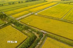 Cánh đồng sản xuất mô hình tôm-lúa ở ấp Ngô Kim, xã Ninh Thạnh Lợi, tỉnh Cà Mau. (Ảnh: Tuấn Kiệt/TTXVN)